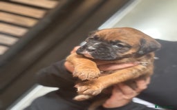 Boxer dogs for sale: 5 male boxer pups  - Image 1