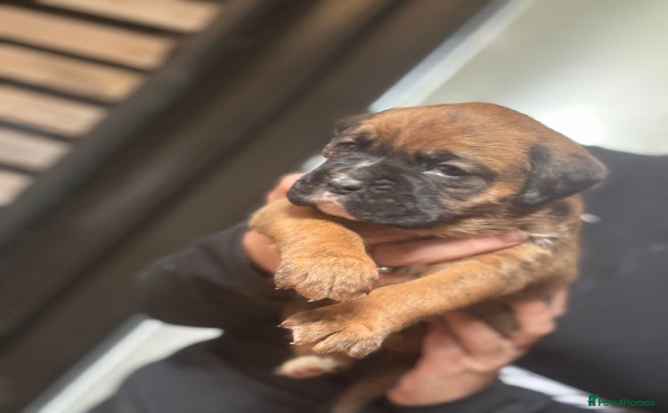 Boxer dogs - Advert 2
