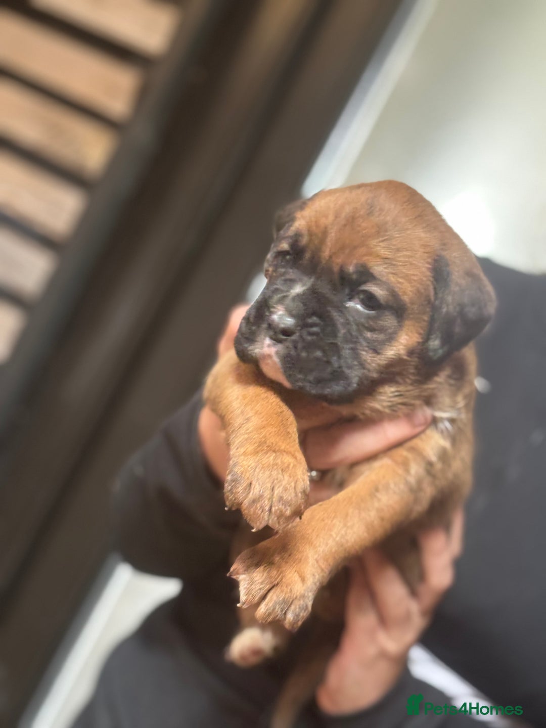 Boxer dogs for sale: 5 male boxer pups  - Image 1
