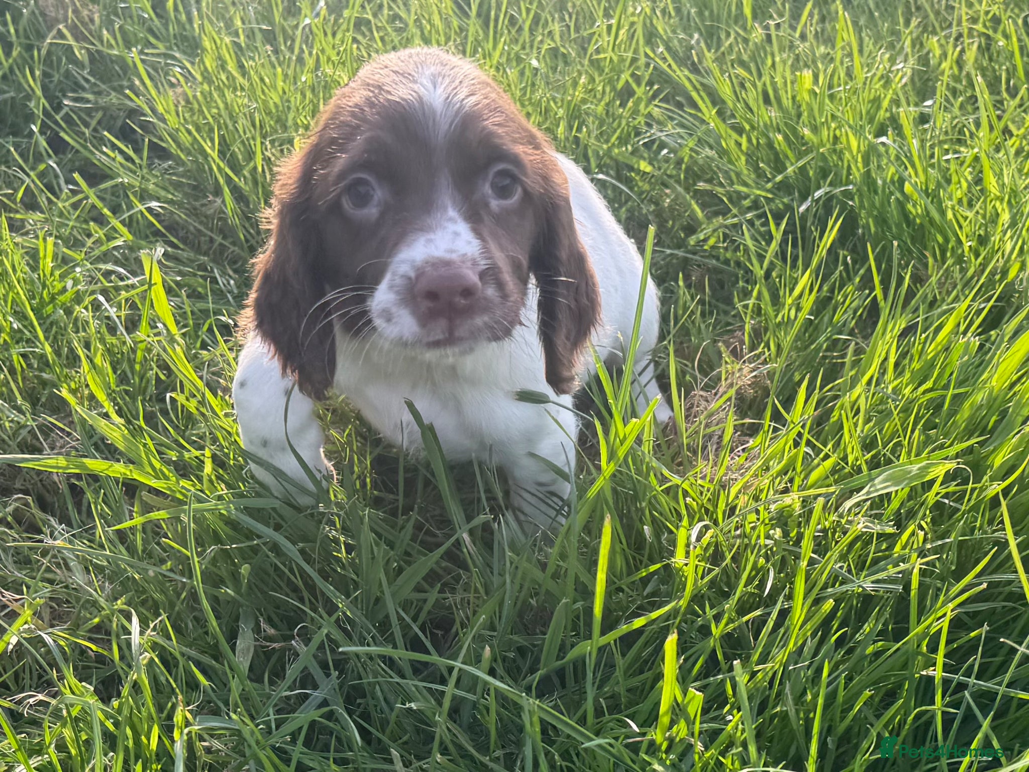 English Springer Spaniel dogs 1 bitch available springer puppies  - Advert 5
