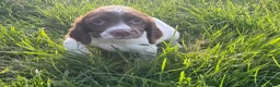 English Springer Spaniel dogs for sale: 1 bitch available springer puppies  - Advert 1