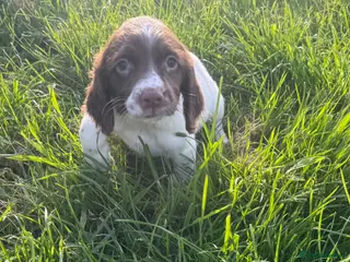 English Springer Spaniel dogs 1 bitch available springer puppies - Advert 17