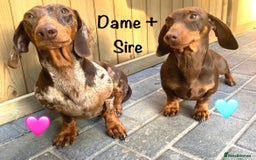Miniature Dachshund dogs for sale: 8 MINIATURE DACHSHUNDS - Advert 12