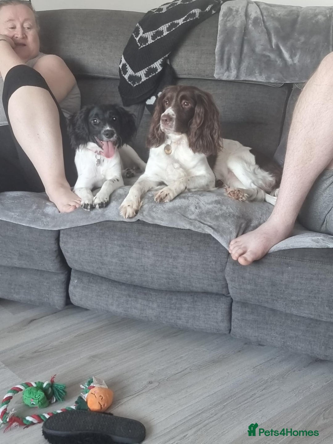 English Springer Spaniel dogs for sale: English springer spaniel for sale - Advert 2