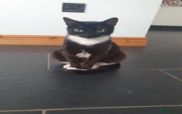 Mixed Breed cats for sale: Kitten looking for a home - Image 2