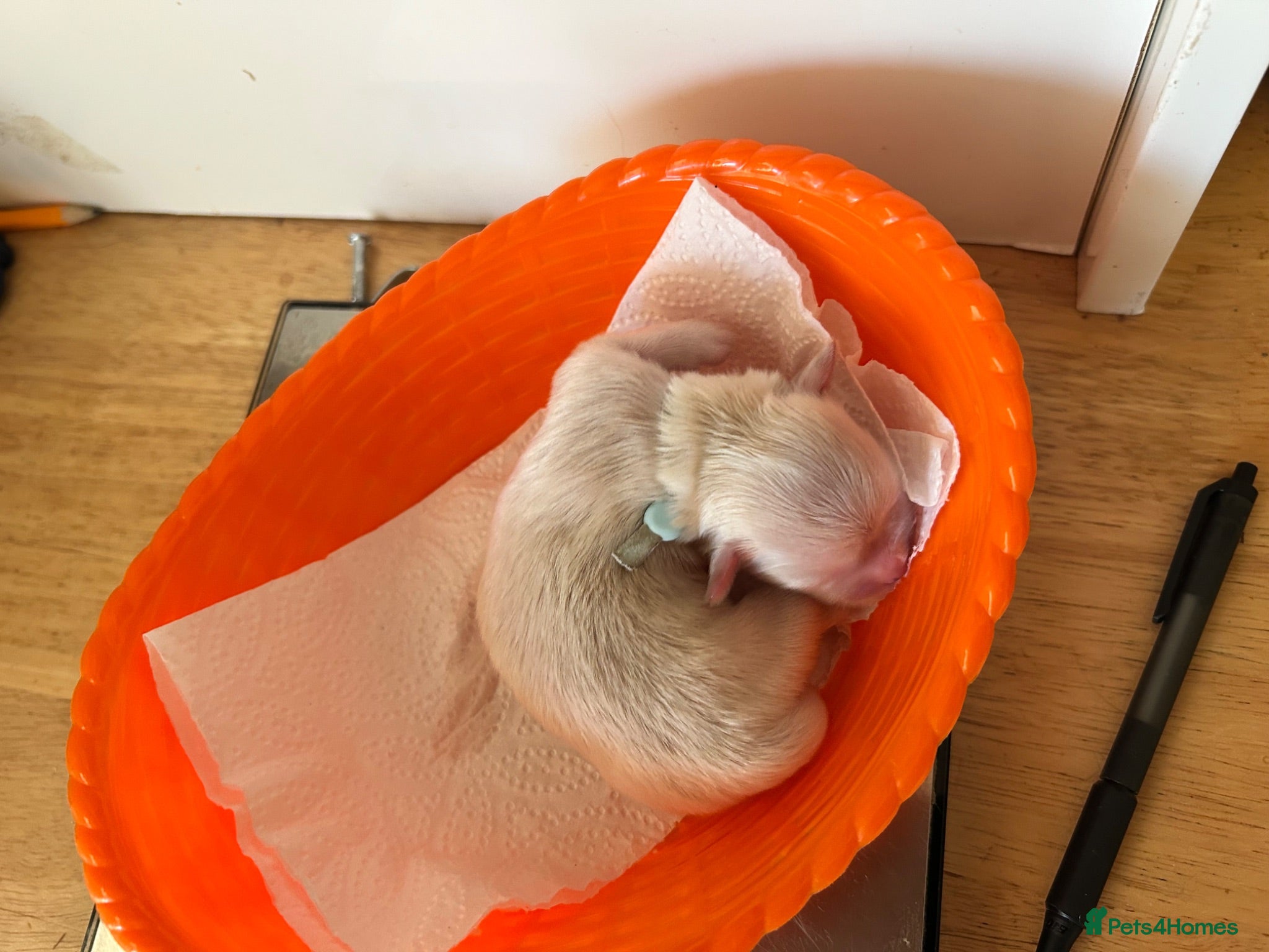 Lhasa Apso dogs Kc Reg Lhasa pup Only 1 left - Advert 3