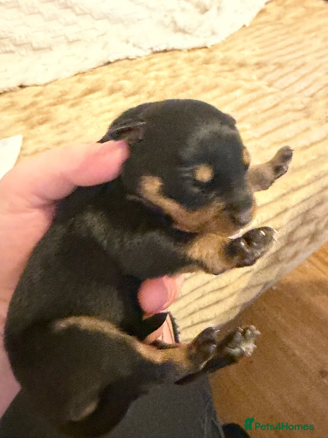 Rottweiler dogs for sale: Chunky Rottweiler puppies! - Advert 12