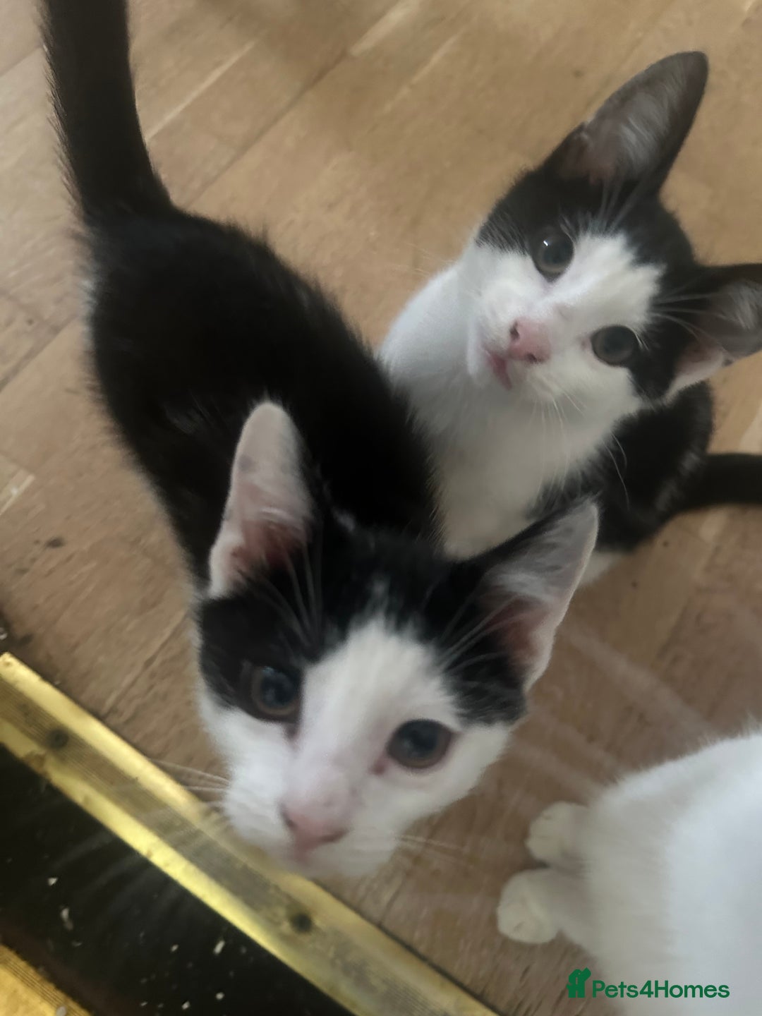 British Shorthair cats for sale: 3 kittens for sale! £50 - Image 1