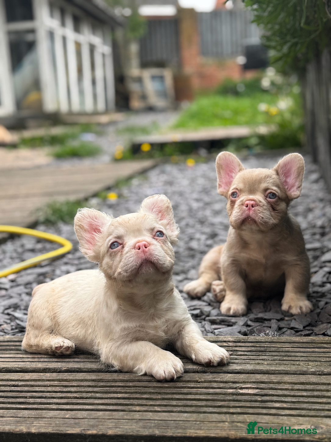 French Bulldog dogs Pink Fluffy Choc and Tan French Bulldog Puppies - Advert 2