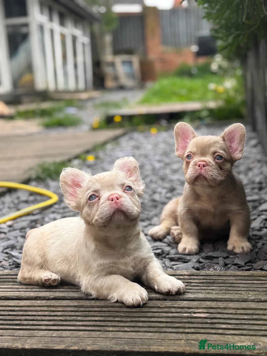 French Bulldog dogs for sale: Pink Fluffy Choc and Tan French Bulldog Puppies - Advert 2