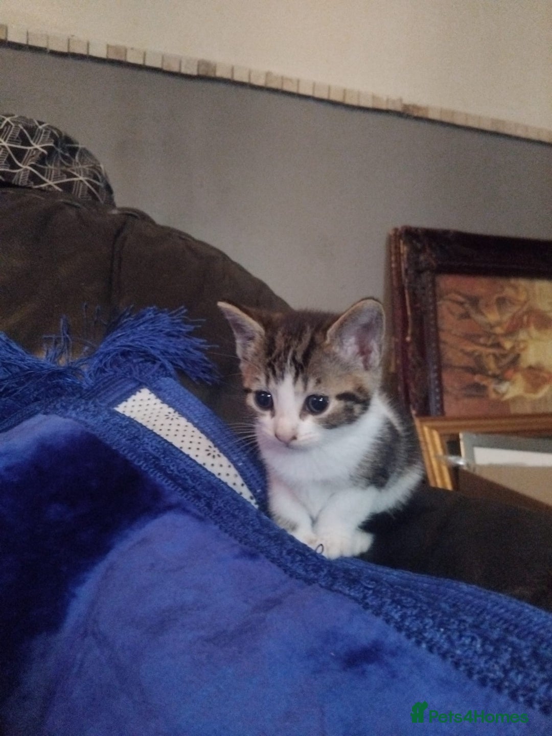 British Shorthair cats for sale: Bsh tabby mix - Image 5
