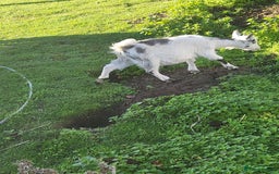 Goats livestock for sale: NIGERIAN DWARF BILLY GOAT - Image 7