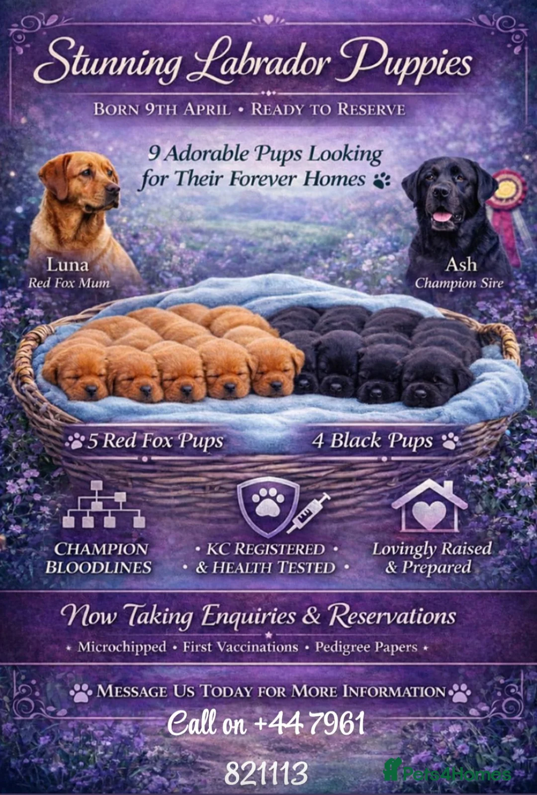 Labrador Retriever dogs for sale: 9 Healthy Red Fox and Black Labrador puppies in Taynuilt - Advert 2