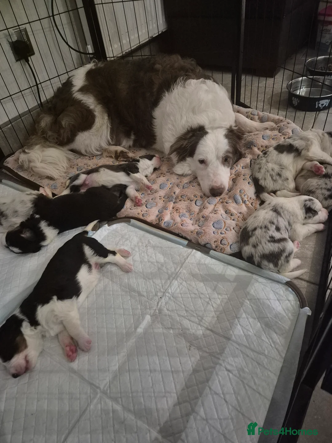 Border Collie dogs for sale: Beautiful Border Collies. Parents DNA tested.  - Advert 17