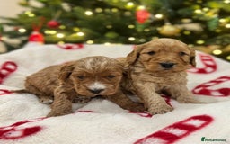 Cockapoo dogs for sale: F1 Golden Cockapoo 5 star fully health tested  - Advert 3