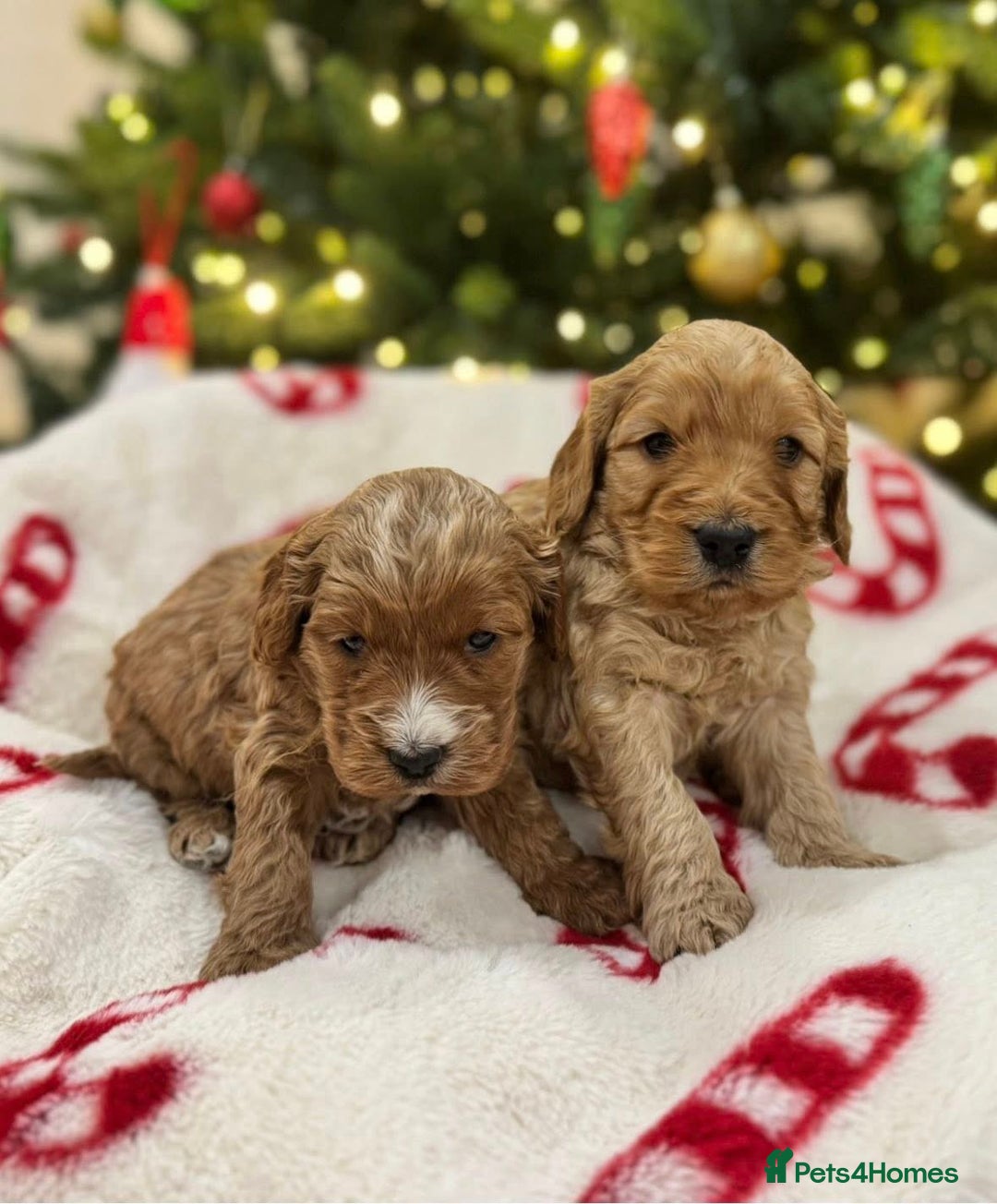 Cockapoo dogs for sale: F1 Golden Cockapoo 5 star fully health tested  - Advert 3