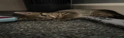 British Shorthair cats for sale: Tabby kittens  - Advert 5