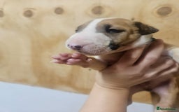 English Bull Terrier dogs for sale: Top Quality English bull terriers! - Advert 9