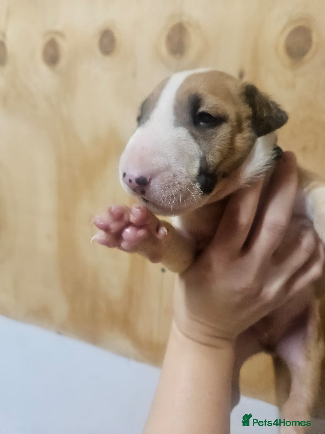 English Bull Terrier dogs for sale: Top Quality English bull terriers! - Advert 9