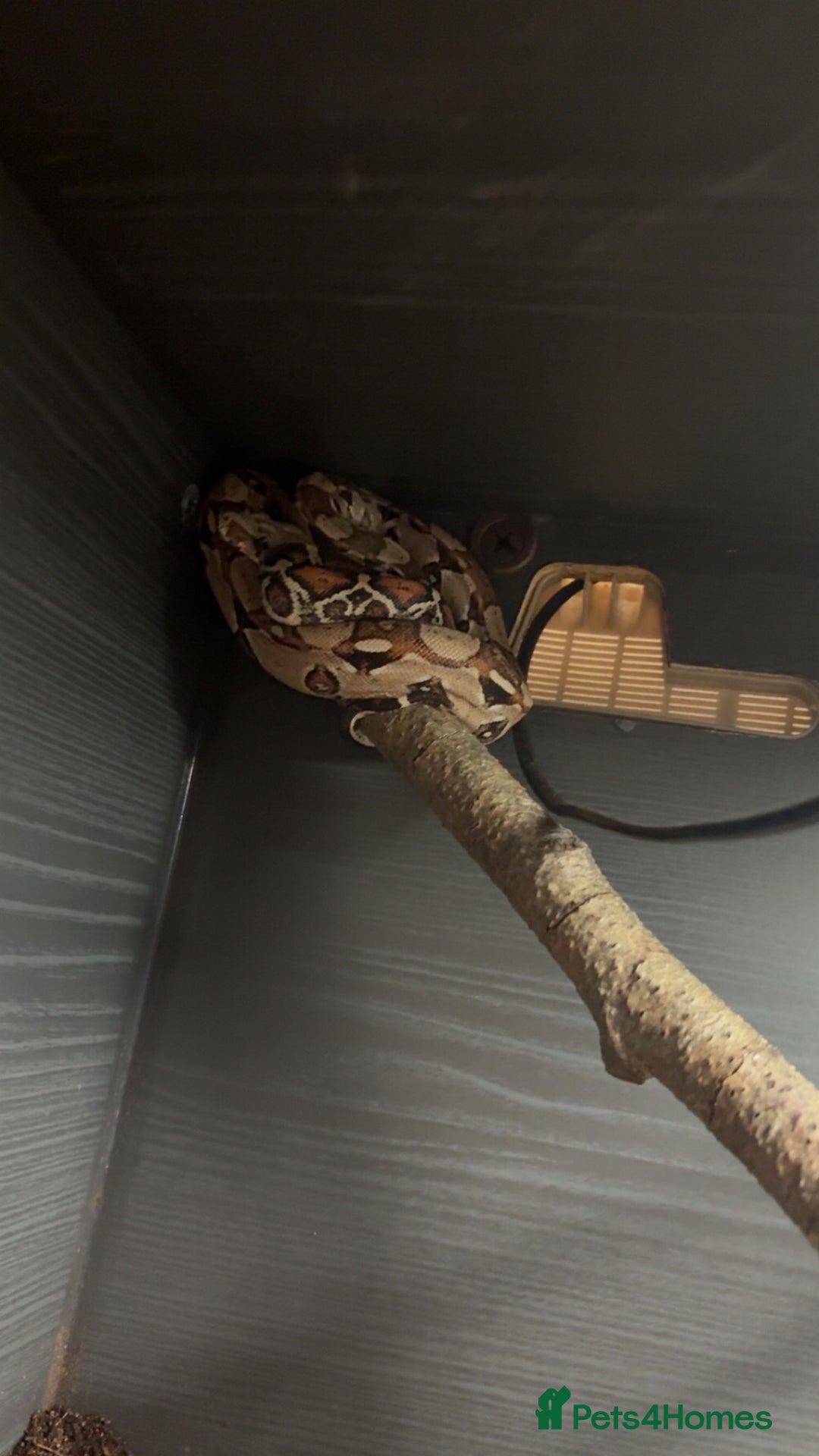 Boa Snake reptiles for sale: Male red tail boa for sale. - Advert 2