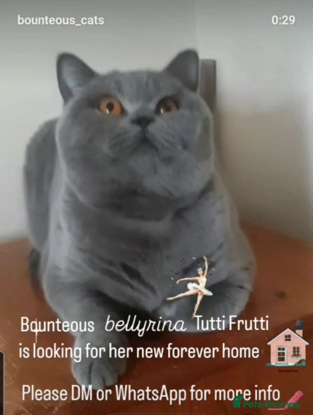 British Shorthair cats for sale: Closing of BSH cattery, 50% discount  - Advert 2