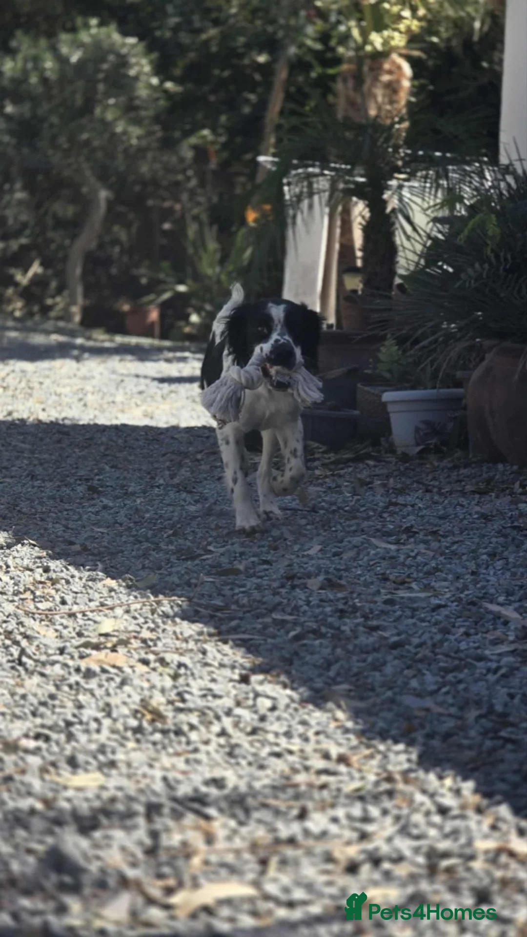 Mixed Breed dogs for adoption: Connor our playful, happy Spaniel mix!   in Boston - Advert 2
