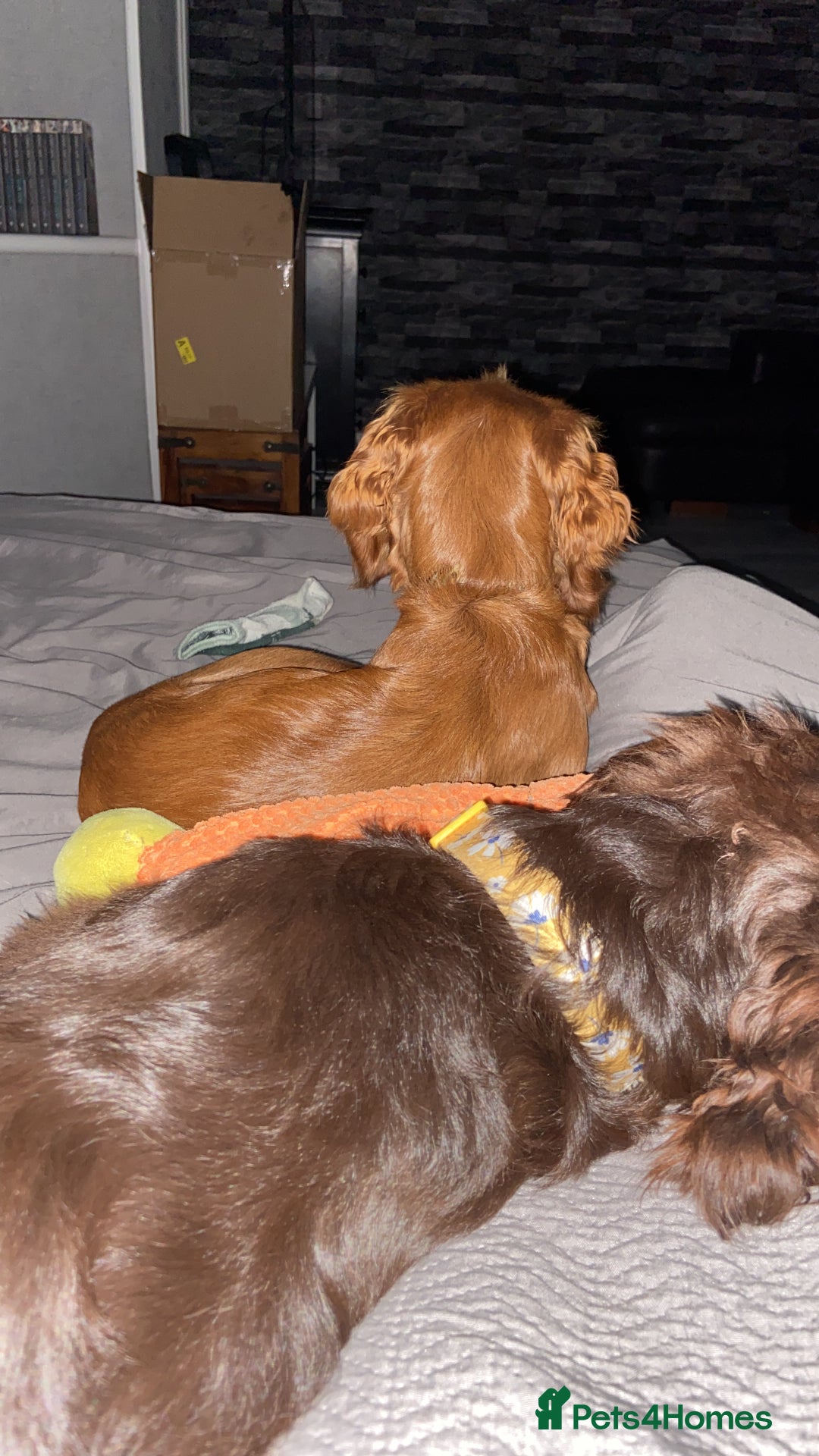 Cocker Spaniel dogs for sale: Orange & white female cocker spaniel - Advert 2