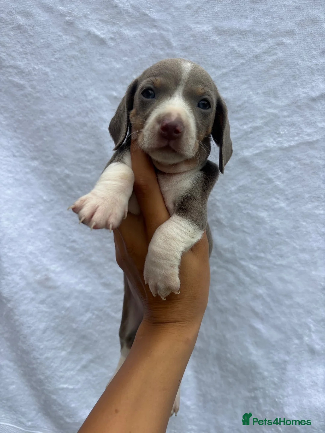 Miniature Dachshund dogs for sale: 5 KC REG TOP BLOODLINE mini dachshunds🔥 - Advert 1