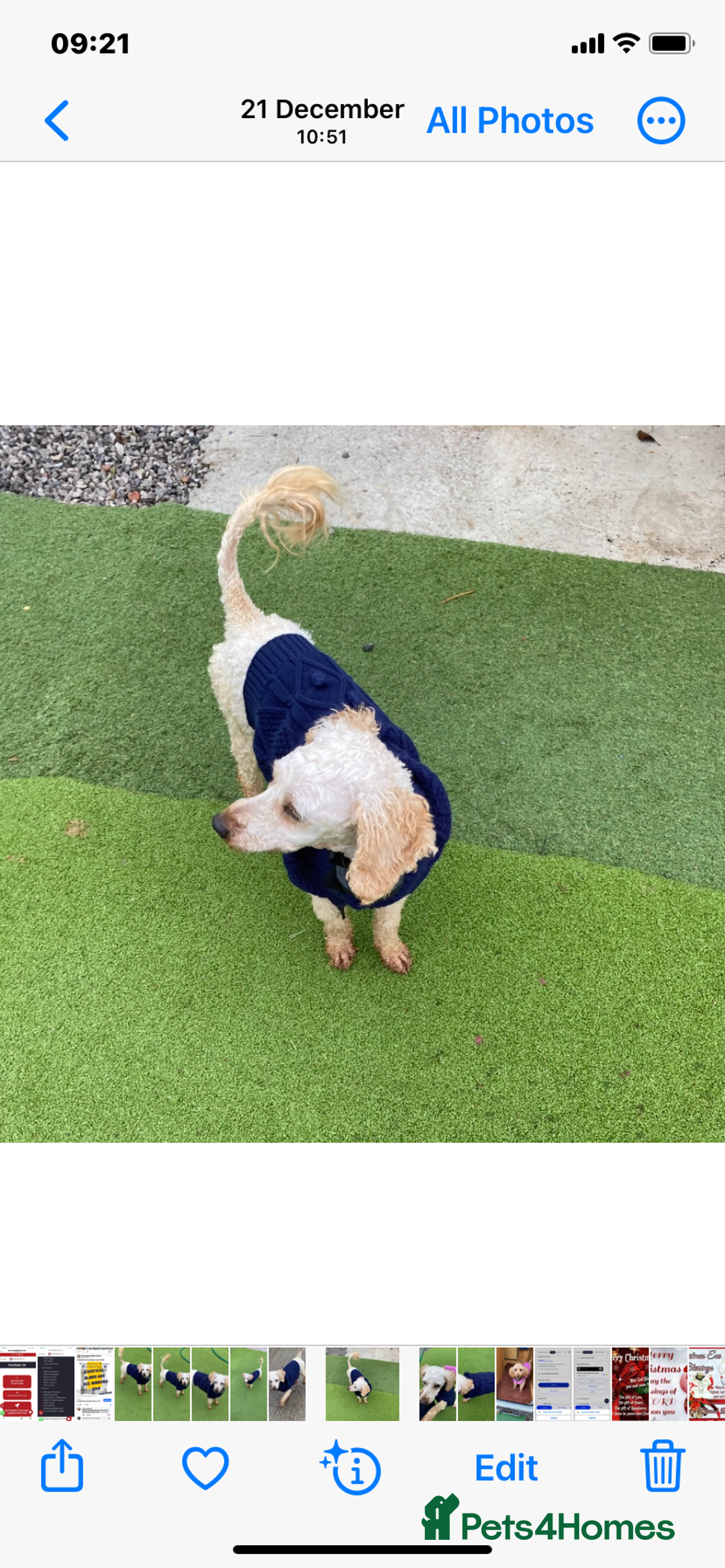 Miniature Poodle dogs for sale: Apricot miniature poodle girl - Advert 3