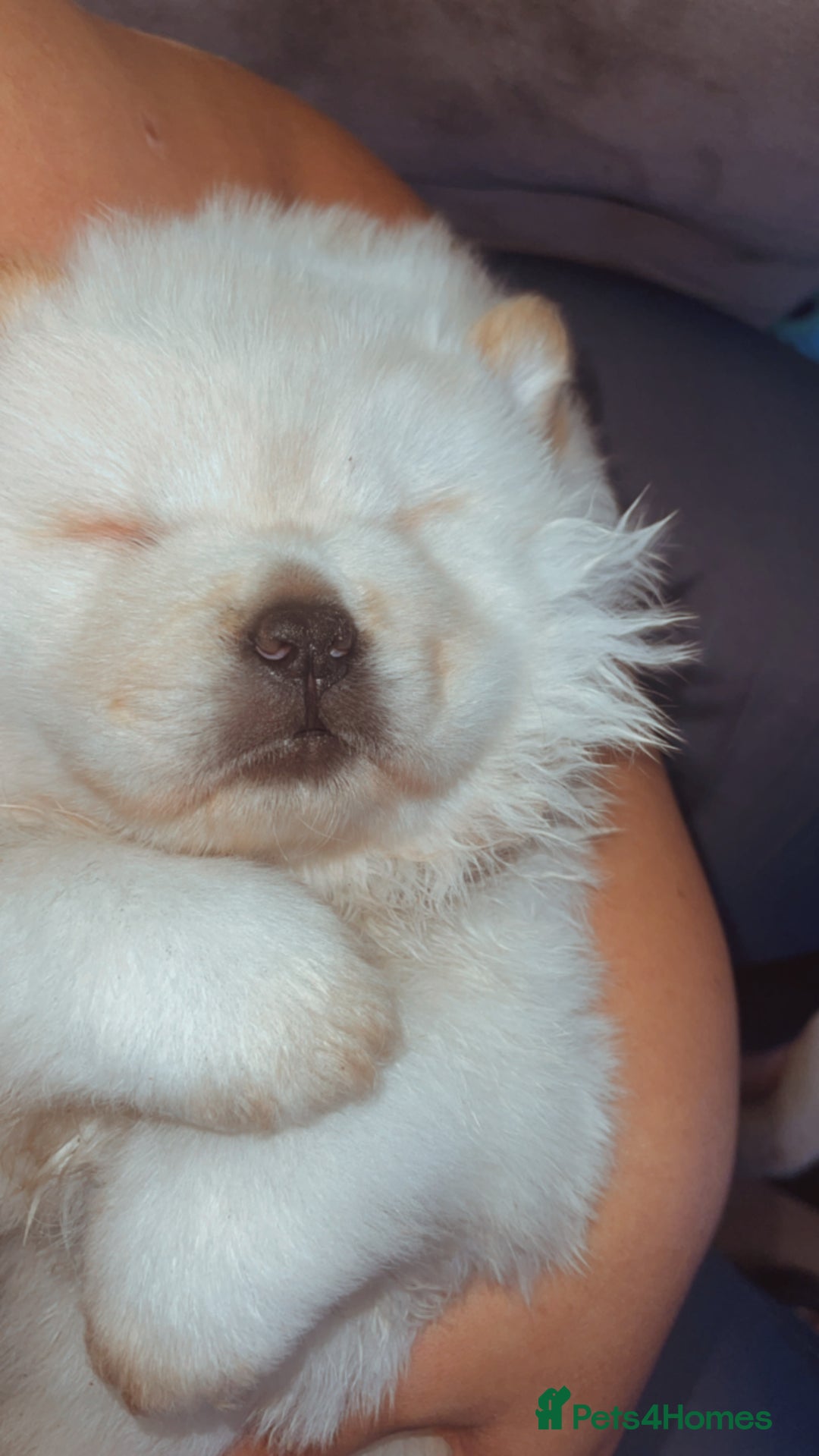 Chow Chow dogs for sale: Miss chow chow mummy  - Advert 20