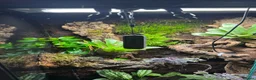 Frog reptiles for sale: Bioactive Vivarium - Advert 3