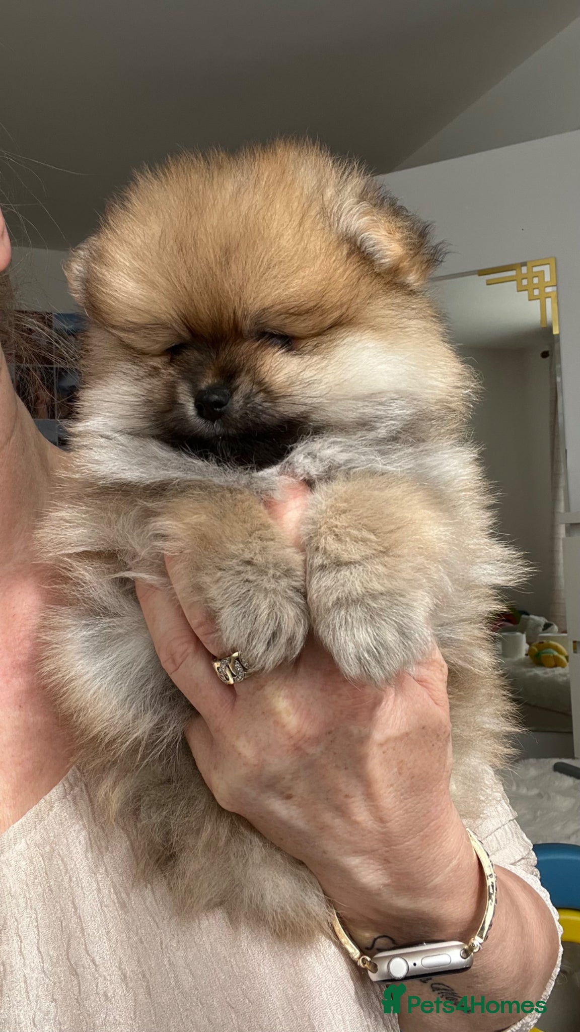 Pomeranian dogs ADORABLE PURE POMERANIAN KC - Advert 1