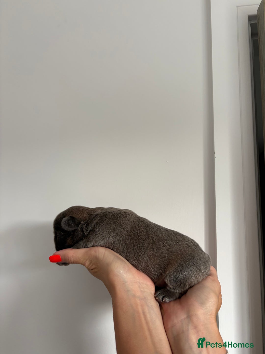 French Bulldog dogs for sale: Fluffy French Bulldog Puppies FOR SALE -  - Image 5