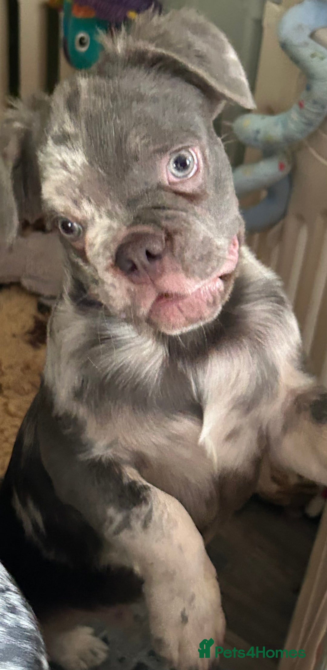 French Bulldog dogs for sale: x2 boys🔥🐾Ready Now🔥🐾Fluffy French bulldogs🔥🐾 in Rotherham - Image 5