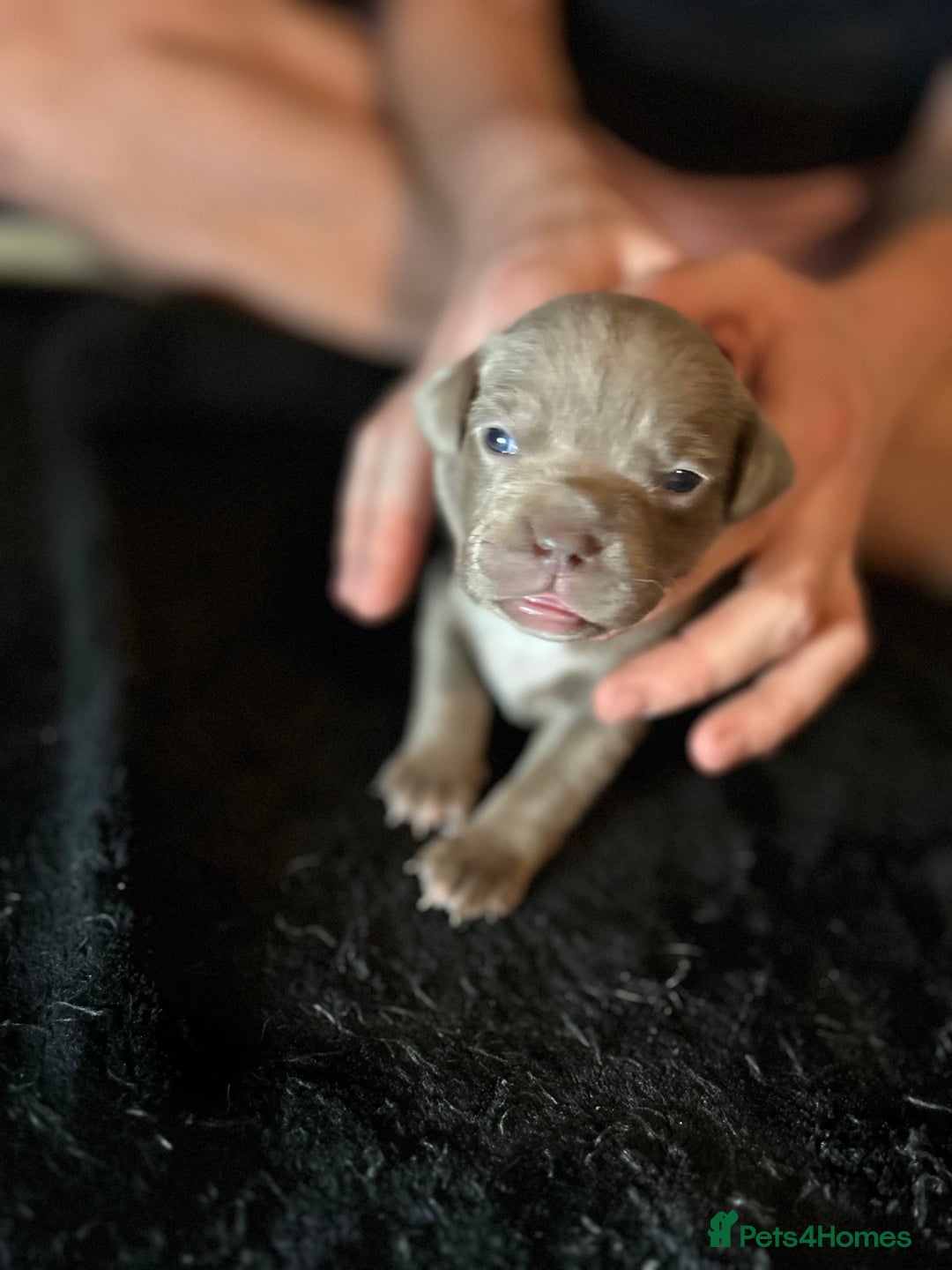 Mixed Breed dogs for sale: Staffadors staffy x labs  - Advert 9