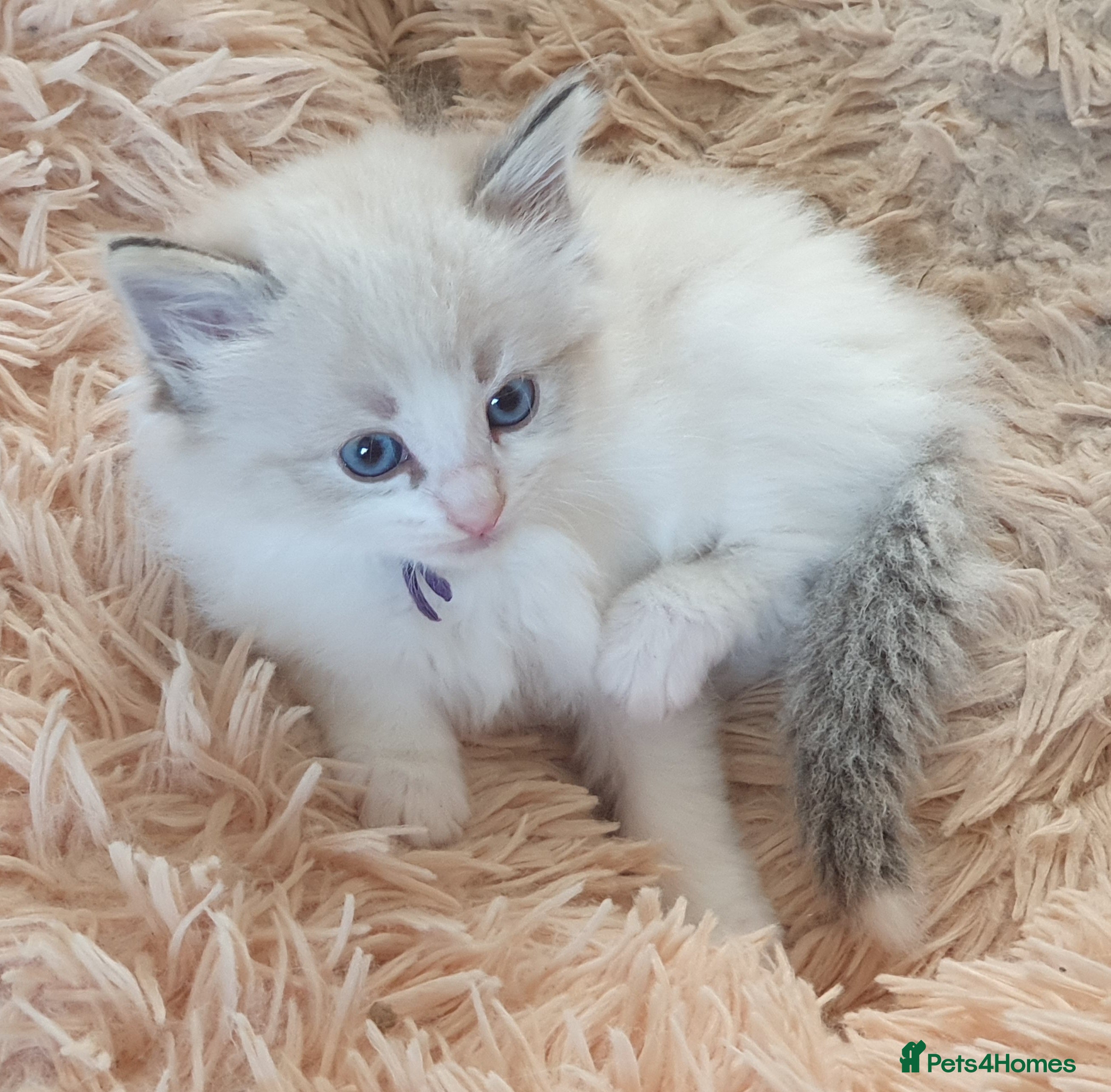 Siberian cats Gorgeous Neva Masquerade Babies - Advert 2
