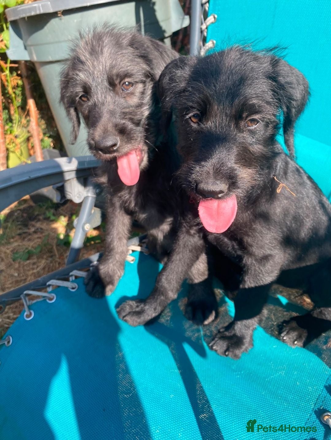 Mixed Breed dogs Rhoodle Puppies For Sale - Advert 6