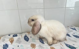Mini Lop rabbits for sale: Beautiful mini lops bunnies - Image 3