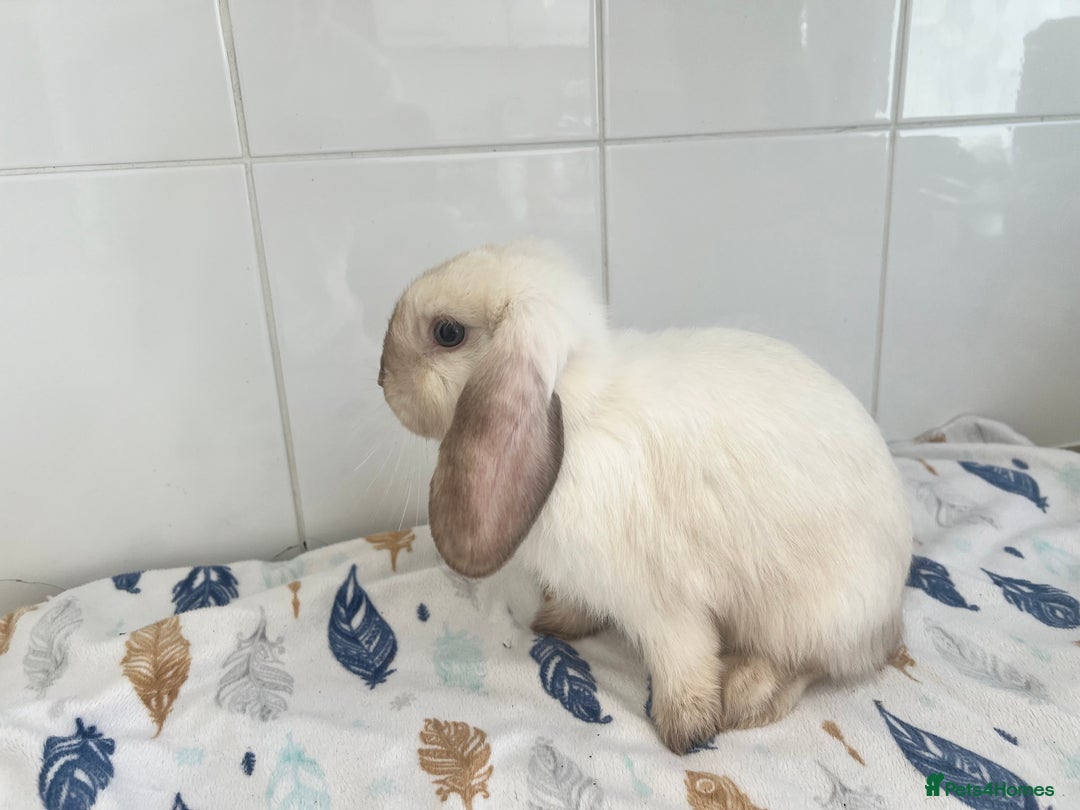 Mini Lop rabbits for sale: Beautiful mini lops bunnies - Image 3