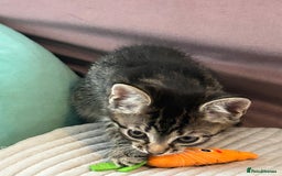 Mixed Breed cats for sale: Precious Fur Babies - Image 5
