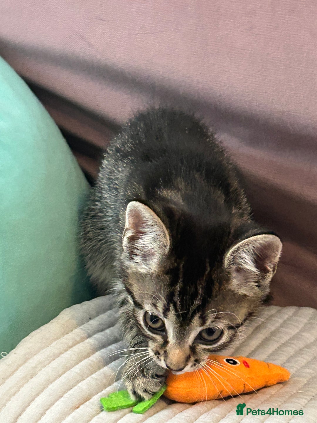 Mixed Breed cats for sale: Precious Fur Babies - Image 5