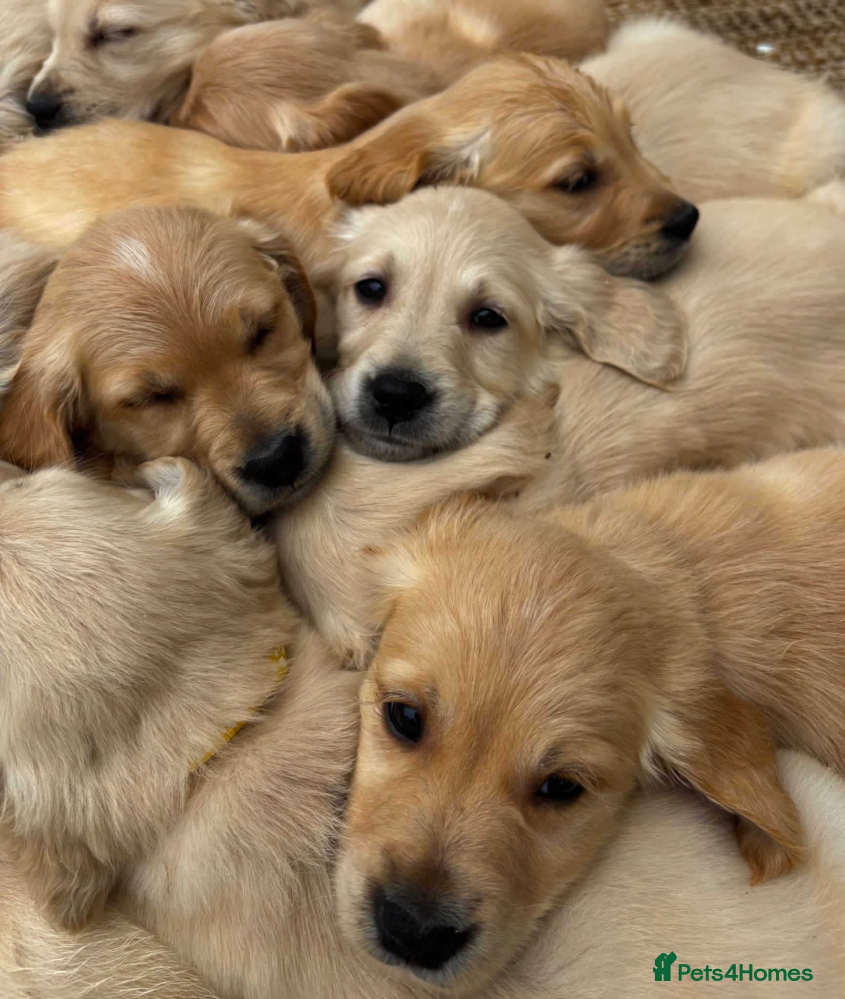 Golden Retriever dogs Golden Retriever Puppies for Sale / READY NOW!!!! - Advert 2