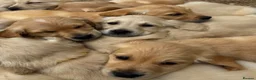 Golden Retriever dogs for sale: Golden Retriever Puppies for Sale / READY NOW!!!! - Advert 2