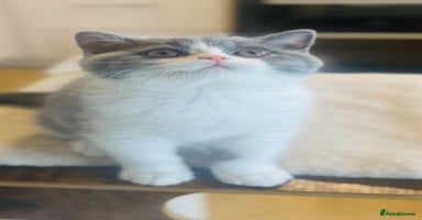 British Shorthair cats BSH LAST BOY - GCCF REG - READY IN 2 WEEKS - Advert 15