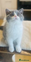 British Shorthair cats BSH LAST BOY - GCCF REG - READY IN 2 WEEKS - Advert 11