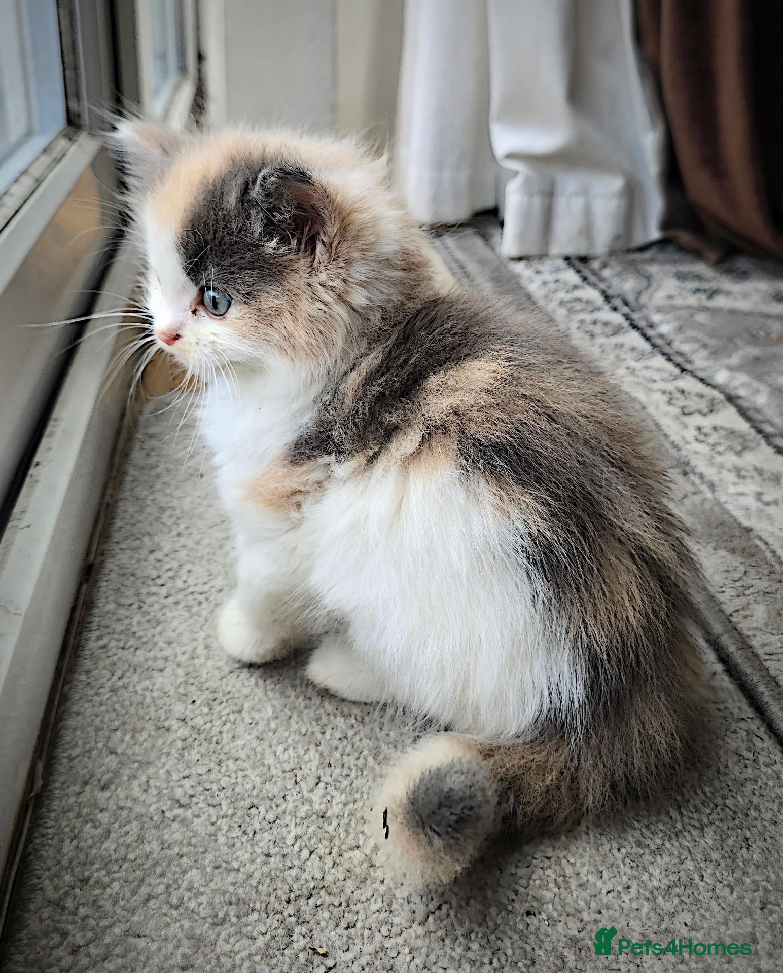 Mixed Breed cats 2 Beautiful Female Kittens 11 Weeks Old - Advert 1