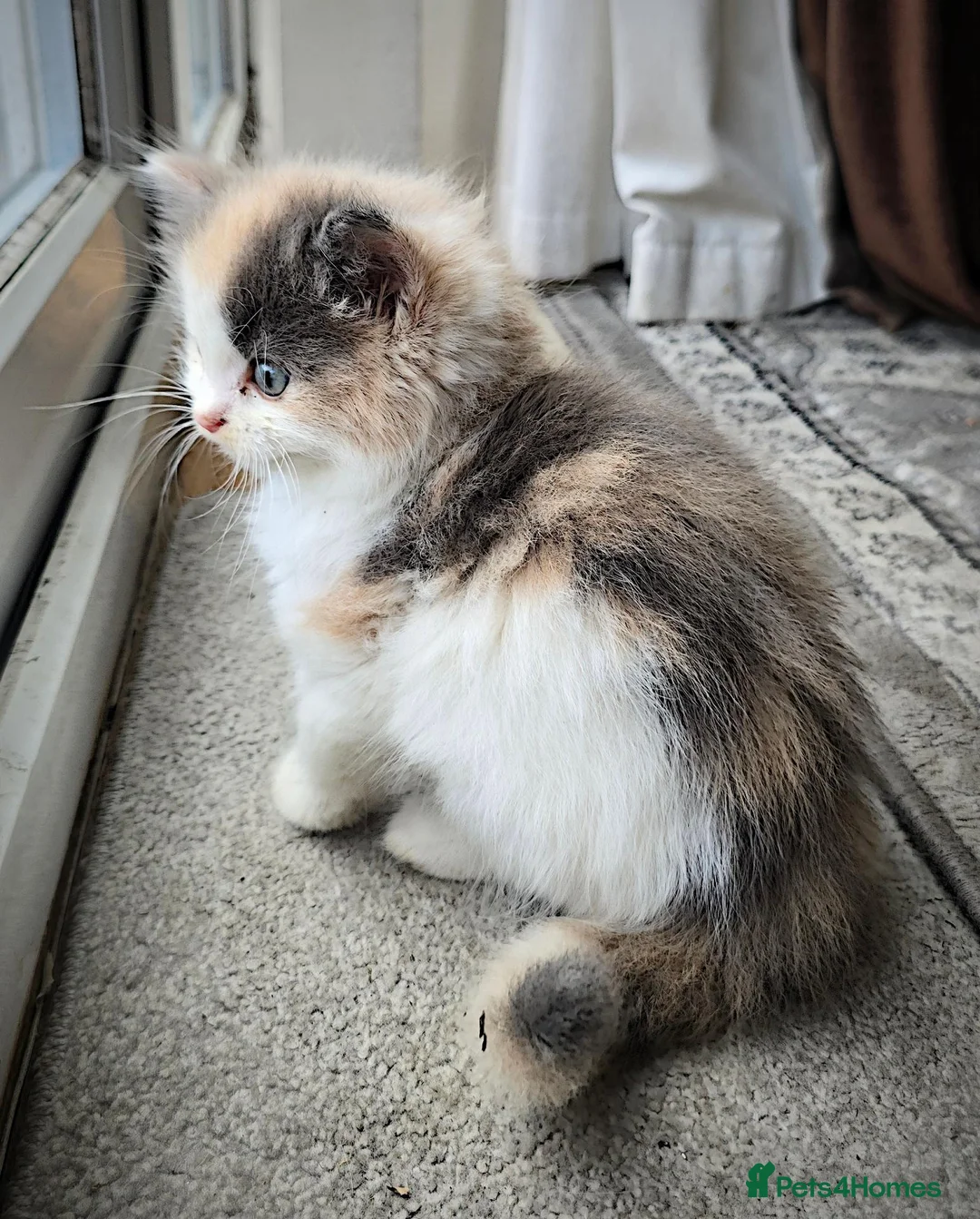 Mixed Breed cats for sale: 2 Beautiful Female Kittens 11 Weeks Old - Advert 1