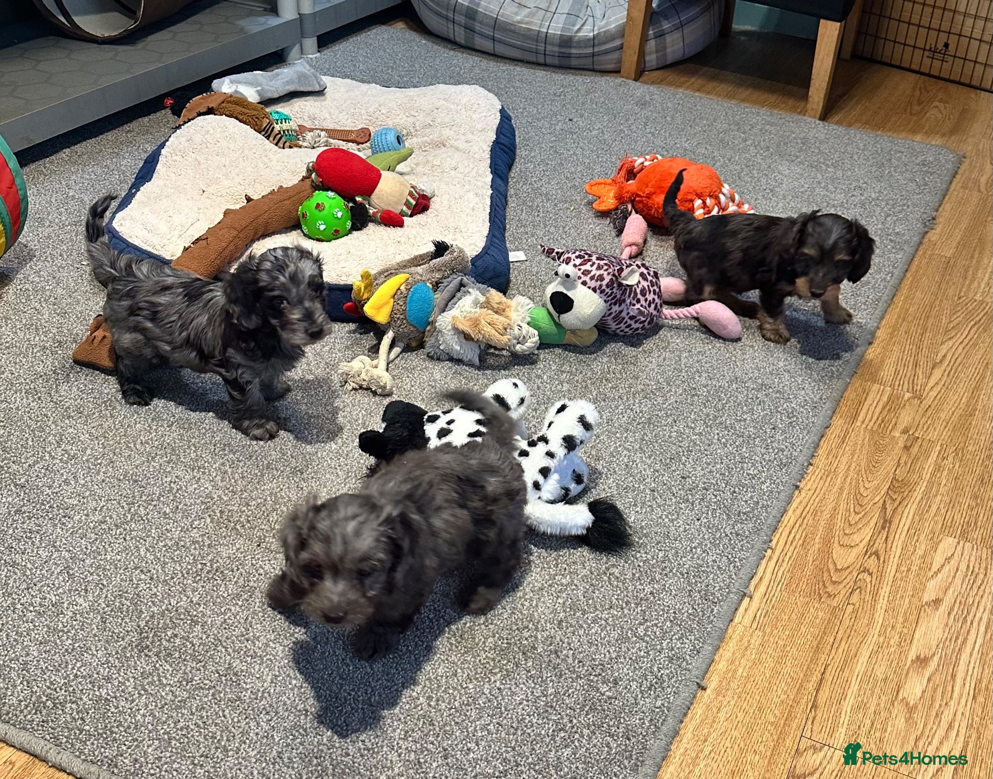 Doxiepoo dogs for sale: Stunning dachshund/poodle pups - Advert 20