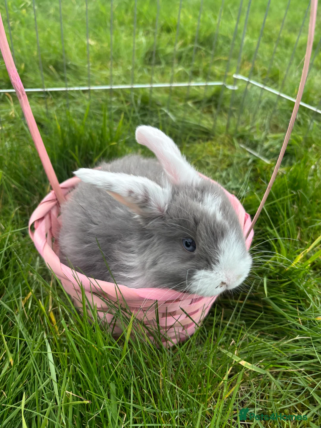 Mini Lop rabbits for sale: 2 blue eye boys mini lops  - Advert 3