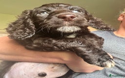 Cocker Spaniel dogs for sale: Cocker Spaniel pups. Ready 27/09/25 - Image 10